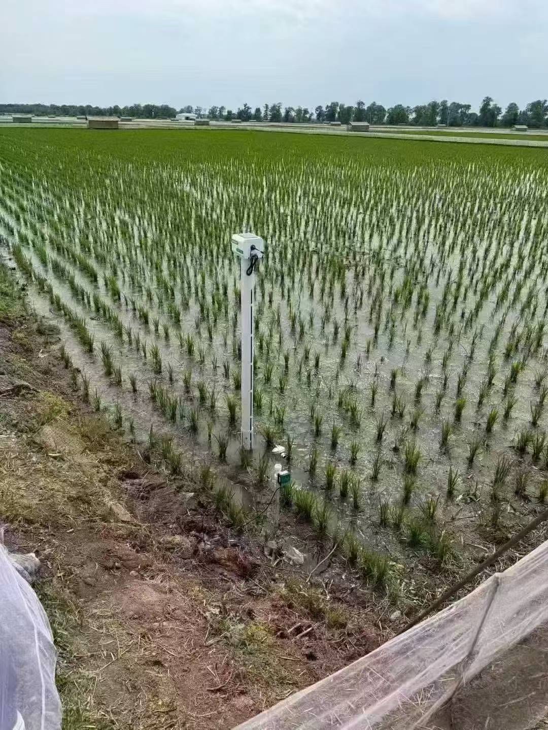 灌区信息化建设-稻田水位计