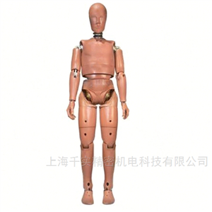 50百分位男性假人(立姿)