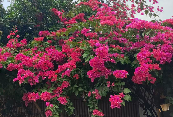 市场监管总局批准发布9项标准数字化领域国家标准